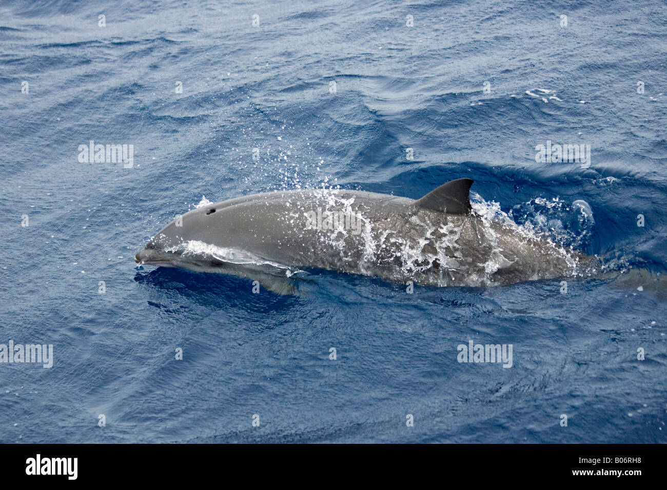 Fraser`s Dolphins, Lagenodelphis hosei, Borneo-Delfine, Maldives, surfacing, wild Stock Photo